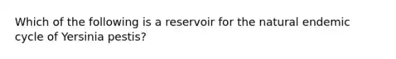 Which of the following is a reservoir for the natural endemic cycle of Yersinia pestis?