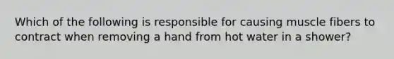 Which of the following is responsible for causing muscle fibers to contract when removing a hand from hot water in a shower?