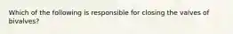 Which of the following is responsible for closing the valves of bivalves?