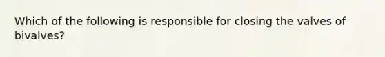 Which of the following is responsible for closing the valves of bivalves?