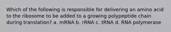 Which of the following is responsible for delivering an amino acid to the ribosome to be added to a growing polypeptide chain during translation? a. mRNA b. rRNA c. tRNA d. RNA polymerase