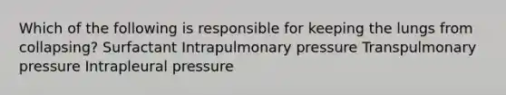 Which of the following is responsible for keeping the lungs from collapsing? Surfactant Intrapulmonary pressure Transpulmonary pressure Intrapleural pressure