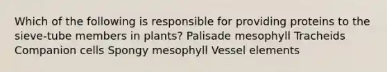 Which of the following is responsible for providing proteins to the sieve-tube members in plants? Palisade mesophyll Tracheids Companion cells Spongy mesophyll Vessel elements