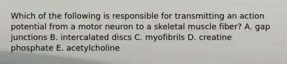 Which of the following is responsible for transmitting an action potential from a motor neuron to a skeletal muscle fiber? A. gap junctions B. intercalated discs C. myofibrils D. creatine phosphate E. acetylcholine