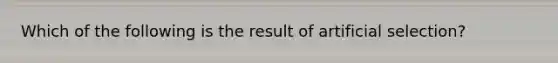 Which of the following is the result of artificial selection?