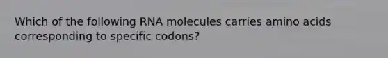 Which of the following RNA molecules carries amino acids corresponding to specific codons?