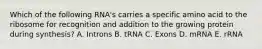 Which of the following RNA's carries a specific amino acid to the ribosome for recognition and addition to the growing protein during synthesis? A. Introns B. tRNA C. Exons D. mRNA E. rRNA