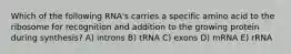 Which of the following RNA's carries a specific amino acid to the ribosome for recognition and addition to the growing protein during synthesis? A) introns B) tRNA C) exons D) mRNA E) rRNA