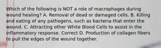 Which of the following is NOT a role of macrophages during wound healing? A. Removal of dead or damaged cells. B. Killing and eating of any pathogens, such as bacteria that enter the wound. C. Attracting other White Blood Cells to assist in the inflammatory response. Correct D. Production of collagen fibers to pull the edges of the wound together.