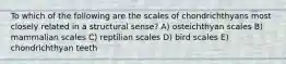 To which of the following are the scales of chondrichthyans most closely related in a structural sense? A) osteichthyan scales B) mammalian scales C) reptilian scales D) bird scales E) chondrichthyan teeth