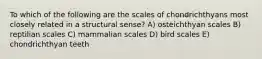 To which of the following are the scales of chondrichthyans most closely related in a structural sense? A) osteichthyan scales B) reptilian scales C) mammalian scales D) bird scales E) chondrichthyan teeth