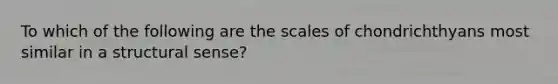 To which of the following are the scales of chondrichthyans most similar in a structural sense?