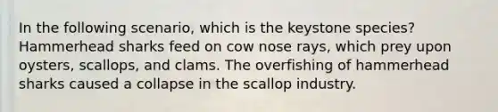 In the following scenario, which is the keystone species? Hammerhead sharks feed on cow nose rays, which prey upon oysters, scallops, and clams. The overfishing of hammerhead sharks caused a collapse in the scallop industry.