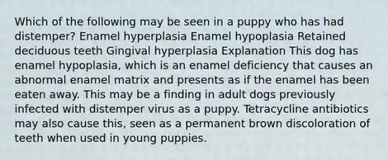 Which of the following may be seen in a puppy who has had distemper? Enamel hyperplasia Enamel hypoplasia Retained deciduous teeth Gingival hyperplasia Explanation This dog has enamel hypoplasia, which is an enamel deficiency that causes an abnormal enamel matrix and presents as if the enamel has been eaten away. This may be a finding in adult dogs previously infected with distemper virus as a puppy. Tetracycline antibiotics may also cause this, seen as a permanent brown discoloration of teeth when used in young puppies.