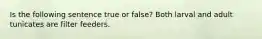 Is the following sentence true or false? Both larval and adult tunicates are filter feeders.