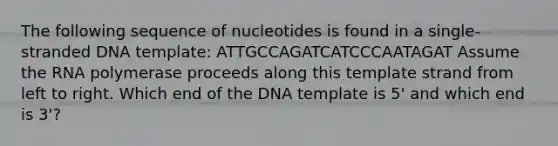 The following sequence of nucleotides is found in a single-stranded DNA template: ATTGCCAGATCATCCCAATAGAT Assume the RNA polymerase proceeds along this template strand from left to right. Which end of the DNA template is 5' and which end is 3'?