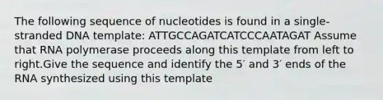 The following sequence of nucleotides is found in a single-stranded DNA template: ATTGCCAGATCATCCCAATAGAT Assume that RNA polymerase proceeds along this template from left to right.Give the sequence and identify the 5′ and 3′ ends of the RNA synthesized using this template