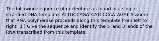 The following sequence of nucleotides is found in a single-stranded DNA template: ATTGCCAGATCATCCCAATAGAT Assume that RNA polymerase proceeds along this template from left to right. B.) Give the sequence and identify the 5′ and 3′ ends of the RNA transcribed from this template.