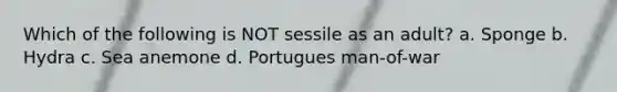 Which of the following is NOT sessile as an adult? a. Sponge b. Hydra c. Sea anemone d. Portugues man-of-war