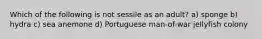 Which of the following is not sessile as an adult? a) sponge b) hydra c) sea anemone d) Portuguese man-of-war jellyfish colony