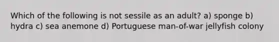 Which of the following is not sessile as an adult? a) sponge b) hydra c) sea anemone d) Portuguese man-of-war jellyfish colony