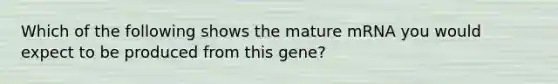 Which of the following shows the mature mRNA you would expect to be produced from this gene?