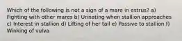 Which of the following is not a sign of a mare in estrus? a) Fighting with other mares b) Urinating when stallion approaches c) Interest in stallion d) Lifting of her tail e) Passive to stallion f) Winking of vulva