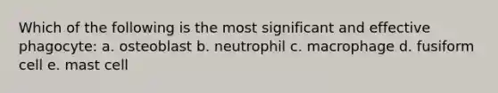 Which of the following is the most significant and effective phagocyte: a. osteoblast b. neutrophil c. macrophage d. fusiform cell e. mast cell