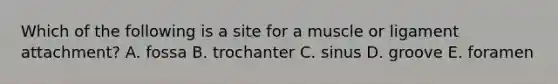Which of the following is a site for a muscle or ligament attachment? A. fossa B. trochanter C. sinus D. groove E. foramen