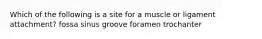 Which of the following is a site for a muscle or ligament attachment? fossa sinus groove foramen trochanter
