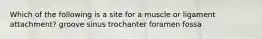 Which of the following is a site for a muscle or ligament attachment? groove sinus trochanter foramen fossa
