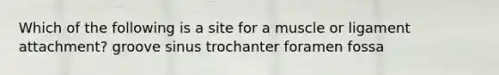 Which of the following is a site for a muscle or ligament attachment? groove sinus trochanter foramen fossa