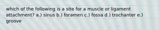 which of the following is a site for a muscle or ligament attachment? a.) sinus b.) foramen c.) fossa d.) trochanter e.) groove