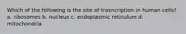 Which of the following is the site of trasncription in human cells? a. ribosomes b. nucleus c. endoplasmic reticulum d. mitochondria