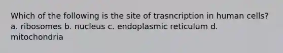 Which of the following is the site of trasncription in human cells? a. ribosomes b. nucleus c. endoplasmic reticulum d. mitochondria