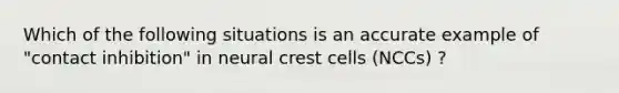 Which of the following situations is an accurate example of "contact inhibition" in neural crest cells (NCCs) ?