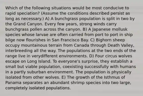 Which of the following situations would be most conducive to rapid speciation? (Assume the conditions described persist as long as necessary.) A) A bunchgrass population is split in two by the Grand Canyon. Every few years, strong winds carry bunchgrass pollen across the canyon. B) A Japanese mollusk species whose larvae are often carried from port to port in ship bilge now flourishes in San Francisco Bay. C) Bighorn sheep occupy mountainous terrain from Canada through Death Valley, interbreeding all the way. The populations at the two ends of the range live in verydifferent environments. D) Four circus wolves escape on Long Island. To everyone's surprise, they establish a small but viable population, coexisting successfully with humans in a partly suburban environment. The population is physically isolated from other wolves. E) The growth of the Isthmus of Panama separates an abundant shrimp species into two large, completely isolated populations.