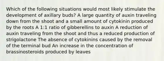 Which of the following situations would most likely stimulate the development of axillary buds? A large quantity of auxin traveling down from the shoot and a small amount of cytokinin produced by the roots A 1:1 ratio of gibberellins to auxin A reduction of auxin traveling from the shoot and thus a reduced production of strigolactone The absence of cytokinins caused by the removal of the terminal bud An increase in the concentration of brassinosteroids produced by leaves