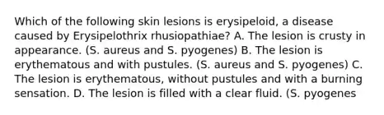 Which of the following skin lesions is erysipeloid, a disease caused by Erysipelothrix rhusiopathiae? A. The lesion is crusty in appearance. (S. aureus and S. pyogenes) B. The lesion is erythematous and with pustules. (S. aureus and S. pyogenes) C. The lesion is erythematous, without pustules and with a burning sensation. D. The lesion is filled with a clear fluid. (S. pyogenes