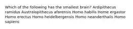 Which of the following has the smallest brain? Ardipithecus ramidus Australopithecus afarensis Homo habilis Home ergastor Homo erectus Homo heidelbergensis Homo neanderthalis Homo sapiens