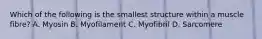 Which of the following is the smallest structure within a muscle fibre? A. Myosin B. Myofilament C. Myofibril D. Sarcomere