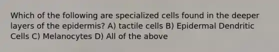 Which of the following are specialized cells found in the deeper layers of <a href='https://www.questionai.com/knowledge/kBFgQMpq6s-the-epidermis' class='anchor-knowledge'>the epidermis</a>? A) tactile cells B) Epidermal Dendritic Cells C) Melanocytes D) All of the above