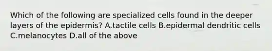 Which of the following are specialized cells found in the deeper layers of the epidermis? A.tactile cells B.epidermal dendritic cells C.melanocytes D.all of the above