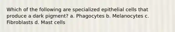 Which of the following are specialized epithelial cells that produce a dark pigment? a. Phagocytes b. Melanocytes c. Fibroblasts d. Mast cells