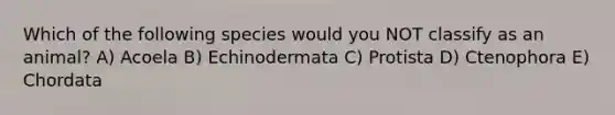 Which of the following species would you NOT classify as an animal? A) Acoela B) Echinodermata C) Protista D) Ctenophora E) Chordata