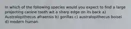 In which of the following species would you expect to find a large projecting canine tooth wit a sharp edge on its back a) Australopithecus afraensis b) gorillas c) australopithecus boisei d) modern human