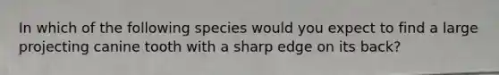 In which of the following species would you expect to find a large projecting canine tooth with a sharp edge on its back?