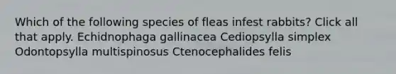 Which of the following species of fleas infest rabbits? Click all that apply. Echidnophaga gallinacea Cediopsylla simplex Odontopsylla multispinosus Ctenocephalides felis