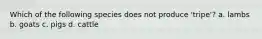 Which of the following species does not produce 'tripe'? a. lambs b. goats c. pigs d. cattle