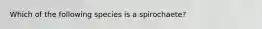 Which of the following species is a spirochaete?